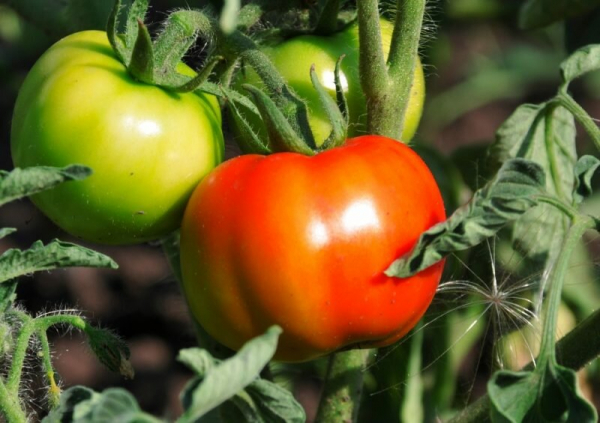 Пищевая сода в роли удобрения для помидоров